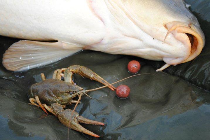 crapi - 5645213456478855093821727856197n.jpg